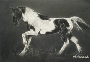 Artist Ursula Ariannah Brozovich Is Asking To Keep An Eye Out For Stolen Paso Fino Stallion